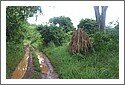 Ant_hill_957.jpg