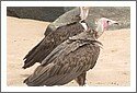 Buzzards_302.jpg