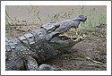 Crocodile_759.jpg