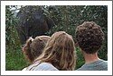 Ghana_elephants_927.jpg