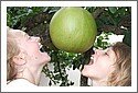 Ghana_fruit_037.jpg