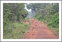 Ghana_gazelles_929.jpg